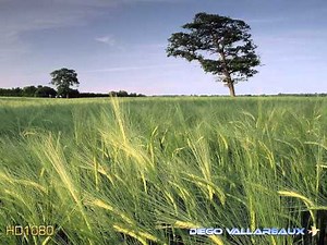 Sarah Brightman - This love (videoimágenes)