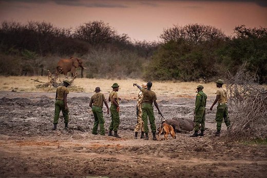 SWT Anti-Poaching operations