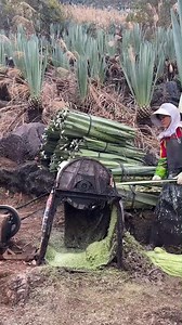 51K views | Bấy lâu nay cứ nghĩ cây này chỉ làm cảnh. | Hay Review | Facebook