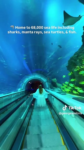 Explore SeaWorld Abu Dhabi's Incredible Aquarium