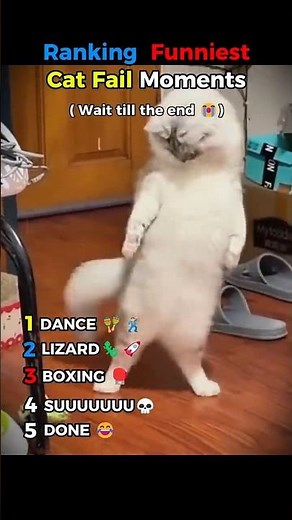 Ranking Viral Cat Fails | Too Funny to Skip 😂