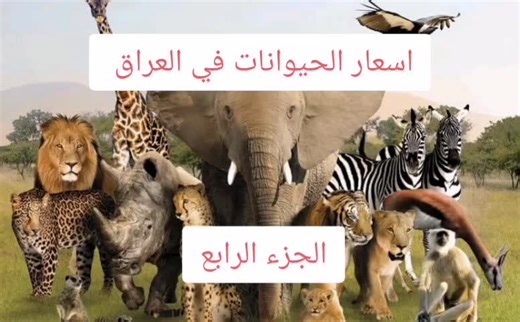 أحمد على TikTok