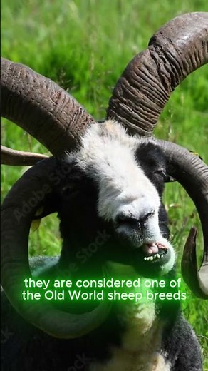 Unbelievable 4-Horned Jacob Sheep | Rare Animal Facts