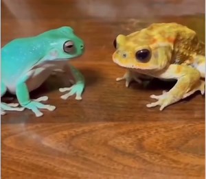 961K views · 7.6K reactions | These two  | Awesome World | Facebook