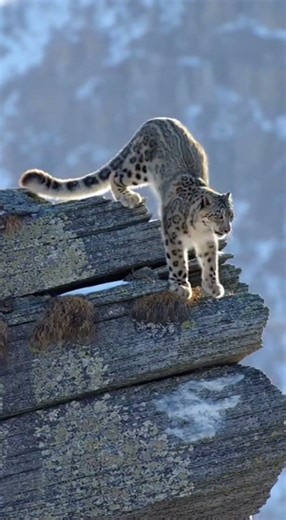 Snow Leopard Misses Its Perfect Ambush