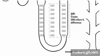 LOOP OF HENLE explained!! on Make a GIF