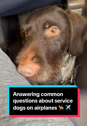 Traveling with Service Dogs: Your Questions Answered