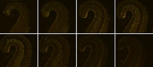 Into the Nervous Systems of Cephalopods: Our Journey Begins