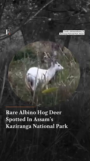 Rare Albino Hog Deer Spotted In Assam’s Kaziranga National Park | N18G