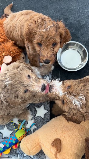 Puppies went to town with their water. 😂 | Stacy's Mini Goldendoodles
