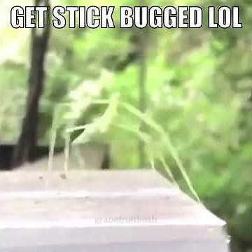 THX, and get stickbugged, lol