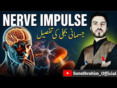 Nerve Impulse Explained | Membrane Potential, Action Potential & Synaptic Transmission_SunoIbrahim