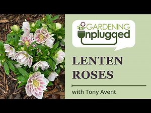 The incredible beauty of Lenten Roses (origins, breeding, and plant care) with Tony Avent