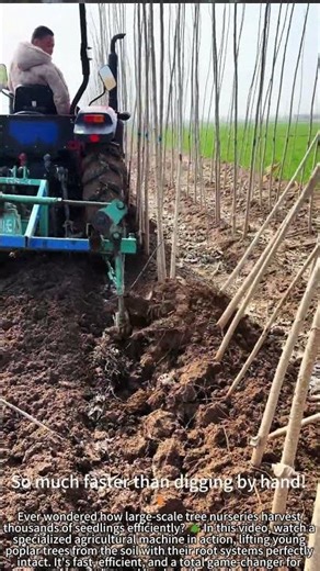 Machine Lifts Poplar Seedlings Fast with Roots! 🌱