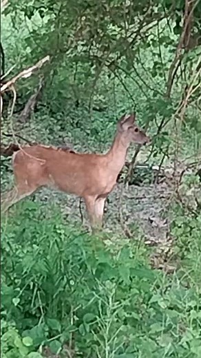 whitetail doe bleat sound from deer call. hello deer😱🦌🥰#deer
