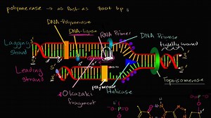 Speed and precision of DNA replication