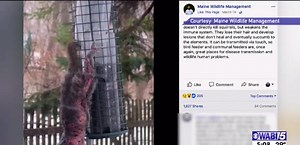 Squirrel Pox: Officials say virus is infecting some rodents in Maine