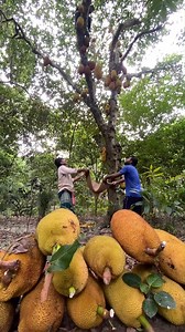 1.5M views · 14K reactions | Unbelievable Jackfruit Harvesting Method - You've Never Seen This Before! | FoodStuff | Facebook