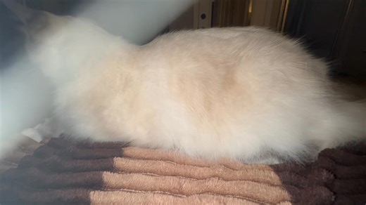 NEED READER HELP "My ragdoll cat has this strange spasm in his midsection when he purrs, it’s been going on for a few months and I have taken him to the vet. He has been HCM tested (twice) and is negative. He’s had a clear chest exray and isn’t coughing, but the spasm seems to be getting worse. The vet said it could be related to a nerve in the diaphragm. I also had a cardiologist check him out 2 years ago because he started panting on a trip to the vet, cardio said he was fine, but at the time 