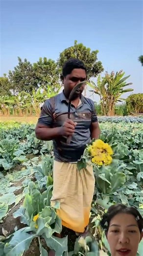 Bắp cải héo úa #easyfarming #farming #fruitcutting