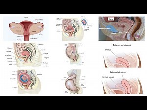 Women's Health Essentials : A Comprehensive Guide to Uterus Anatomy and Changes Throughout Pregnancy