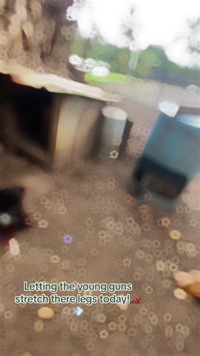 Love my white hackle crosse’s!👀🥷🏽 - #whitehacklegamefowl #gamefowl #gamefowlworld #gamefowlbreeders #gamefowllife #gamefowlhawaii #manok #gallosfinos #patobos💯