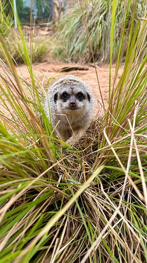 Taronga Zoo on Instagram: "Happy World Meerkat Day ✨ Watch a different meerkat in each of these videos - it keeps getting better 😂 Meerkats are masters of teamwork! Living in mobs of up to 30, they dig elaborate burrows together and take turns standing guard to protect their mob from predators 👀 With a lookout always on duty, meerkats signal danger with chirps, ensuring the safety of their playful crew. From wrestling matches, sunbathing, to being king of freshly dug hole, their antics are a d