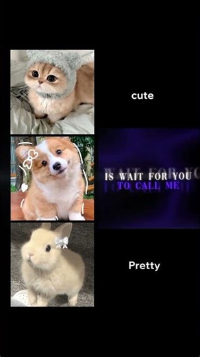 TODOS SON LINDOS SOLO Q ME GUSTAN MÁS LOS PERRITOS🥺💗