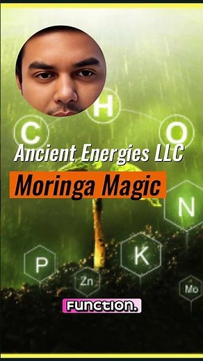 Moringa Superfood Guide — Benefits, Uses & How to Use Moringa Powder, Tea & Seeds