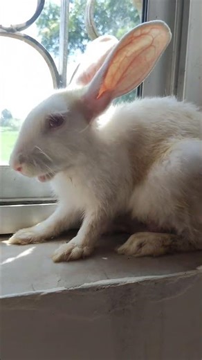 🌞 Sun kissed #rabbit