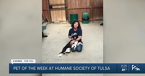 Pet of  the Week: Dylan, 11-month-old Heeler mix