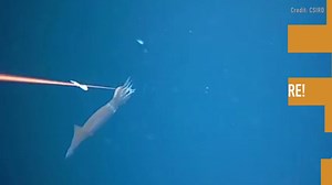 18K views · 154 reactions | A marine expedition exploring life in the deep sea near Australia recently captured footage of an incredible scene: a squid's sneak attack on a smaller squid. Read more: https://goo.gl/KoJUZ9 | LiveScience | Facebook