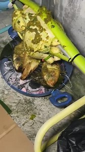 Balinese roast chicken #culinary #cooking