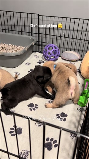 Sign Up for the Summer 2026 Pug Puppies Waitlist!