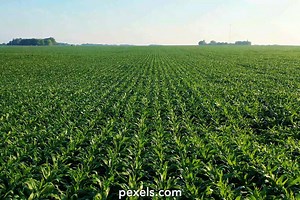 Pertanian Videos, Download The BEST Free 4k Stock Video Footage & Pertanian HD Video Clips