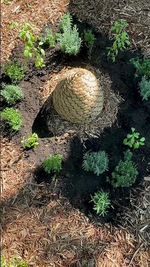 How to Plan the Perfect Herb Garden for Beginners 🌿