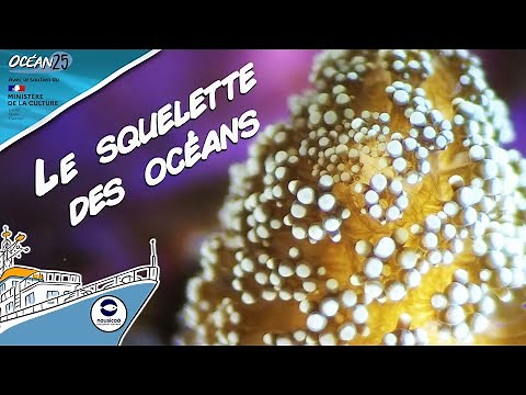 Corail : le squelette des océans - Océan25