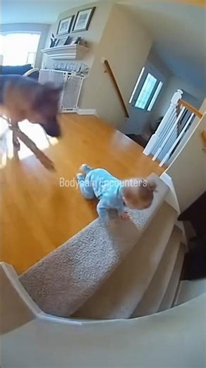 Child Peril Animal Intelligence. #shorts