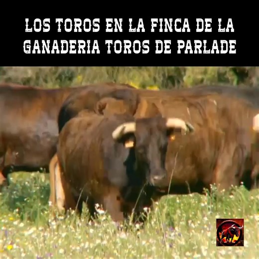 🐂 Los toros en la finca de la ganadería Toros de Parlade representan la esencia misma de la tradición y la bravura que han definido al toreo a lo largo de los años. Situada en un paraje privilegiado, esta ganadería se distingue por su cuidado proceso de selección y su compromiso con la preservación de las características más puras de la casta brava. Cada toro que nace en sus terrenos lleva consigo el legado de una historia de esfuerzo, dedicación y respeto por el arte taurino. 🌿⚡ #GanaderiaTor
