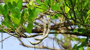 Erythrina fusca (Also called purple coraltree, gallito, bois immortelle, bucayo). This plant used as a traditional medicine for itching by boiling the leaves