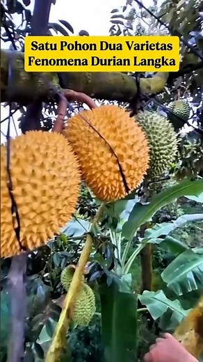 One Tree, 2 Types of Durian⁉️ This is the Secret of Professional Farmers‼️