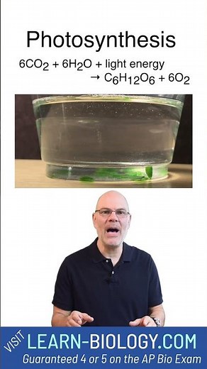 Photosynthesis Creates Oxygen! Spinach Leaf Disk Demo #photosynthesis #apbiology