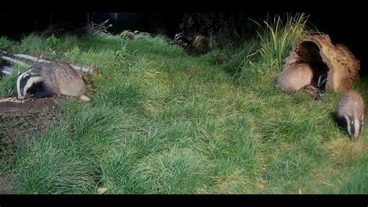 Five badgers feeding at my Badger Hide near Hawick in the Scottish Borders,UK,, | Ron McCombe Wildlife Photography