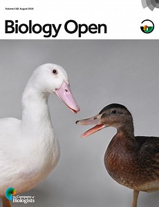 Quasi-steady state aerodynamics of the cheetah tail