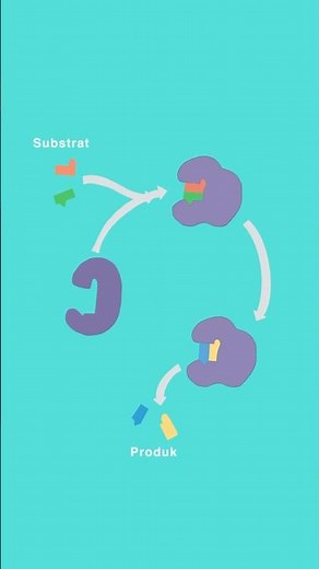 How Enzymes Work #learningbiology #biology #enzymes