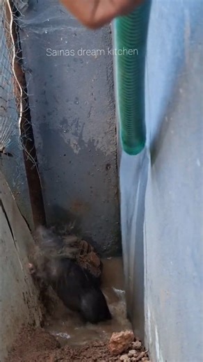 How to catch a rat with water#rat trap video# red shorts video Malayalam#rat#rat song# shorts