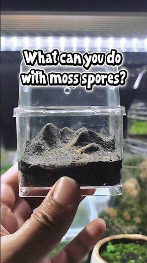Growing from Moss Spores - Protonema