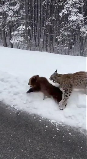 I HAD to step in! Lynx attacks a tiny bear cub right in front of my car! 😱🐻