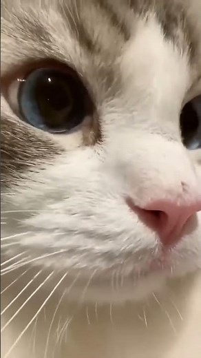 What Types of Cats Think About Their Humans! 😂🐈🐈💋