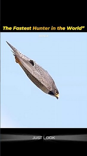 “Peregrine Falcon – The Fastest Hunter in the World” #wildlifefacts#animalfacts